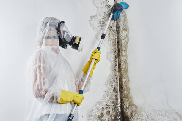 Why You Should Choose Our Mold Remediation Services in Crawford, GA